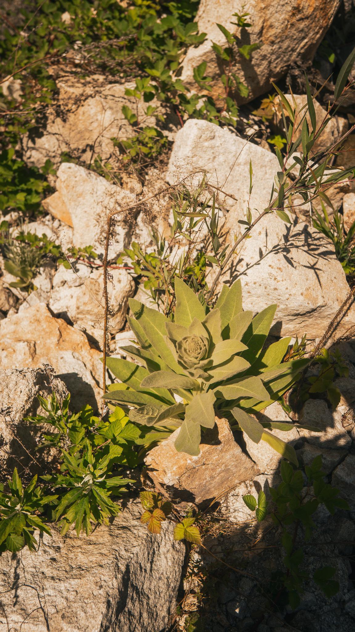 _DSC6790.jpg
