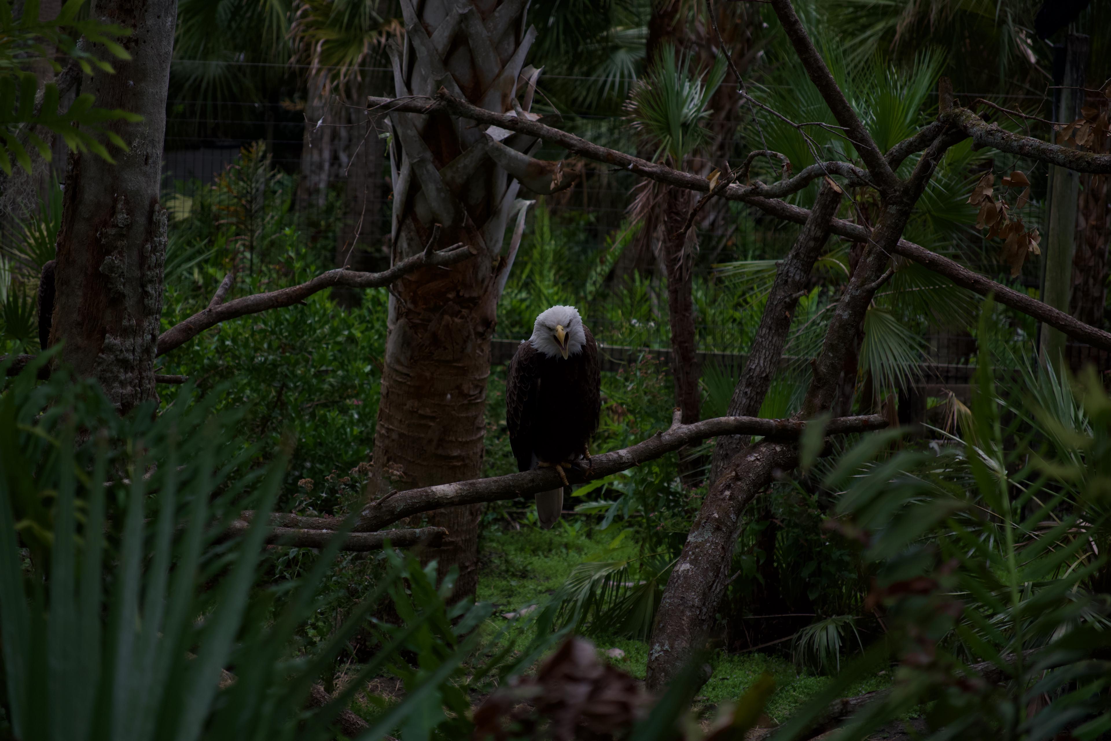 Went to the brevard zoo to test out my new a6700 camera body